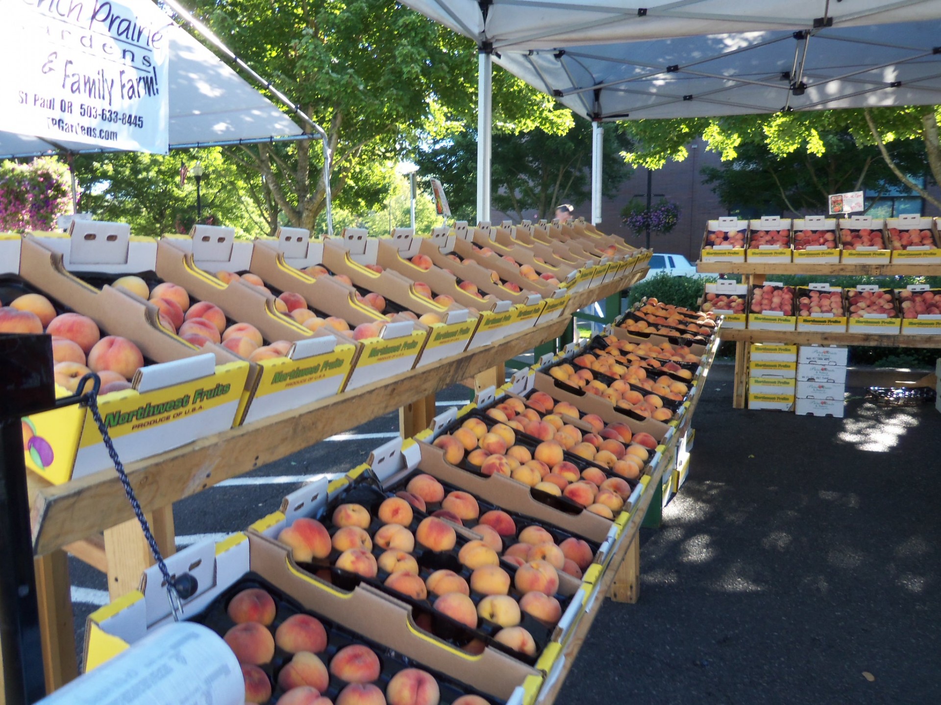 peaches fruit farmers market free photo