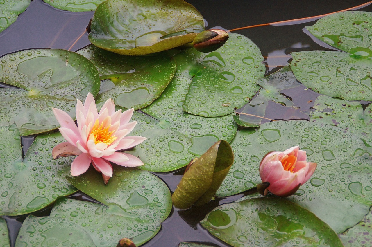 peachy waterlily flower free photo