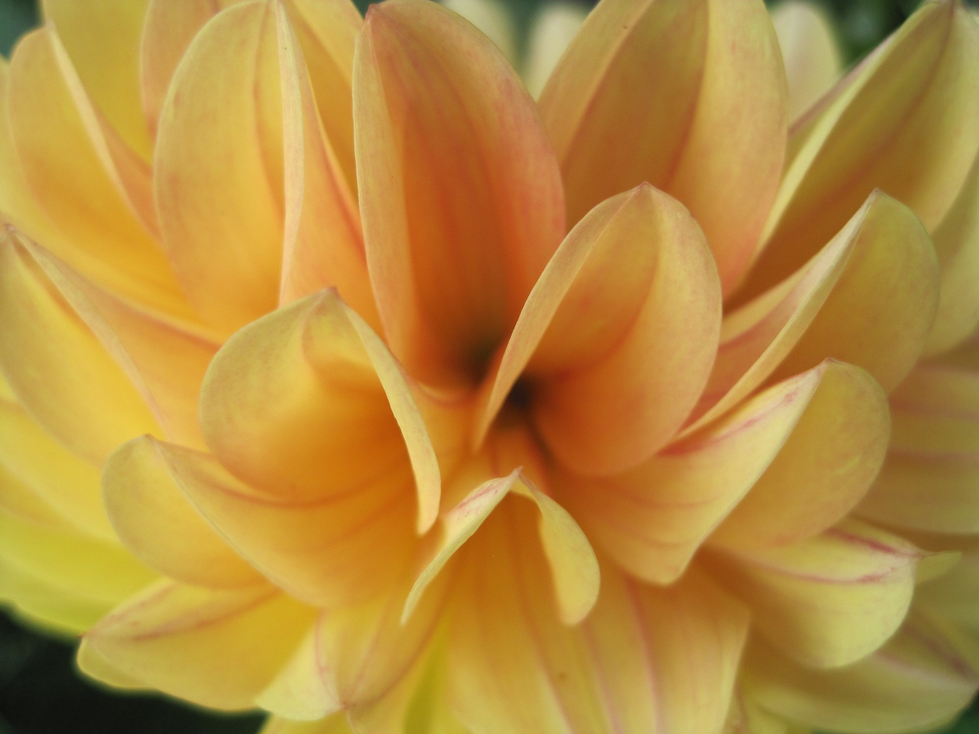 flower dahlia opening free photo