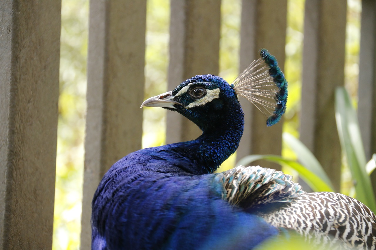 peacock blue head bird free photo
