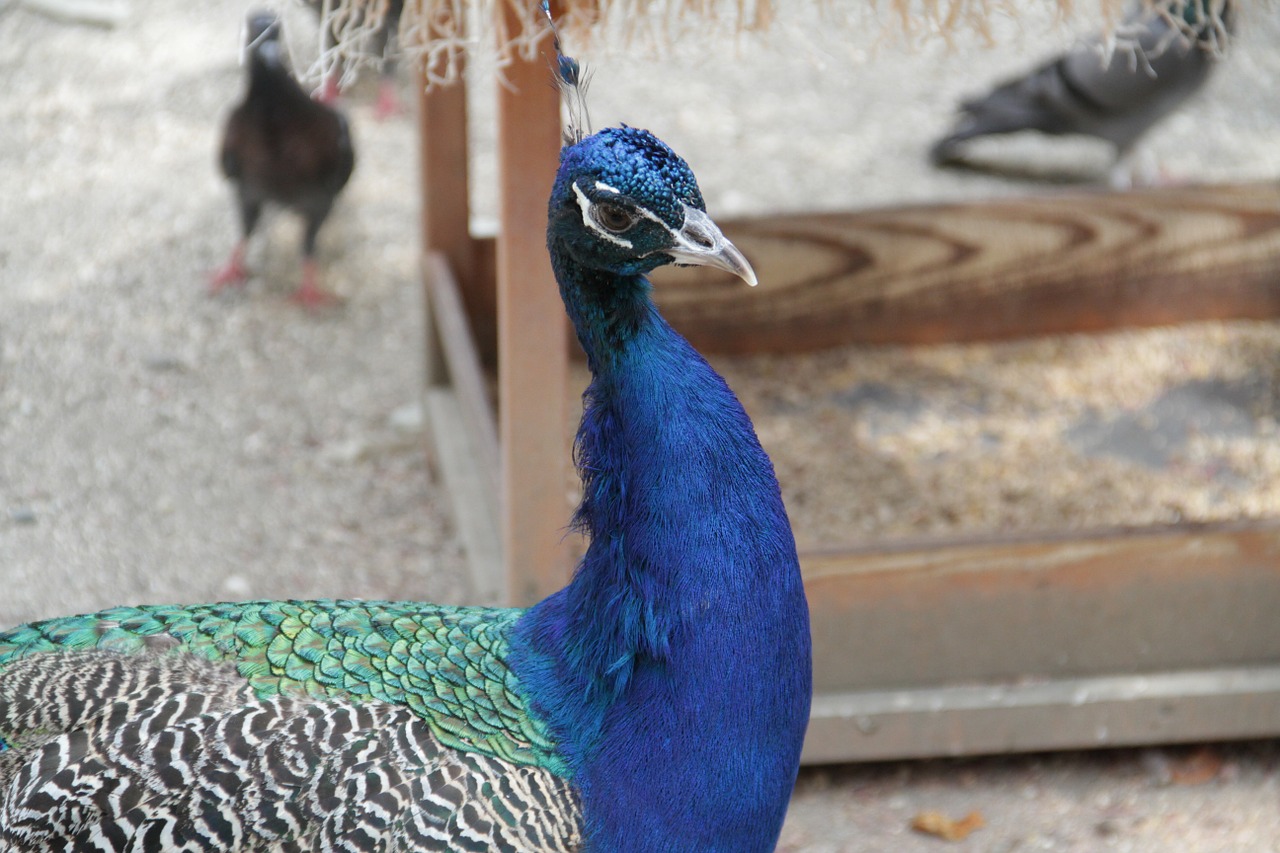 peacock bird zoo free photo