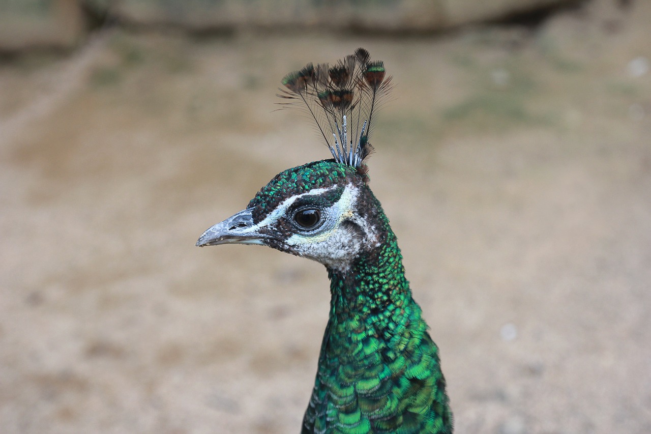 peacock bird peafowl free photo