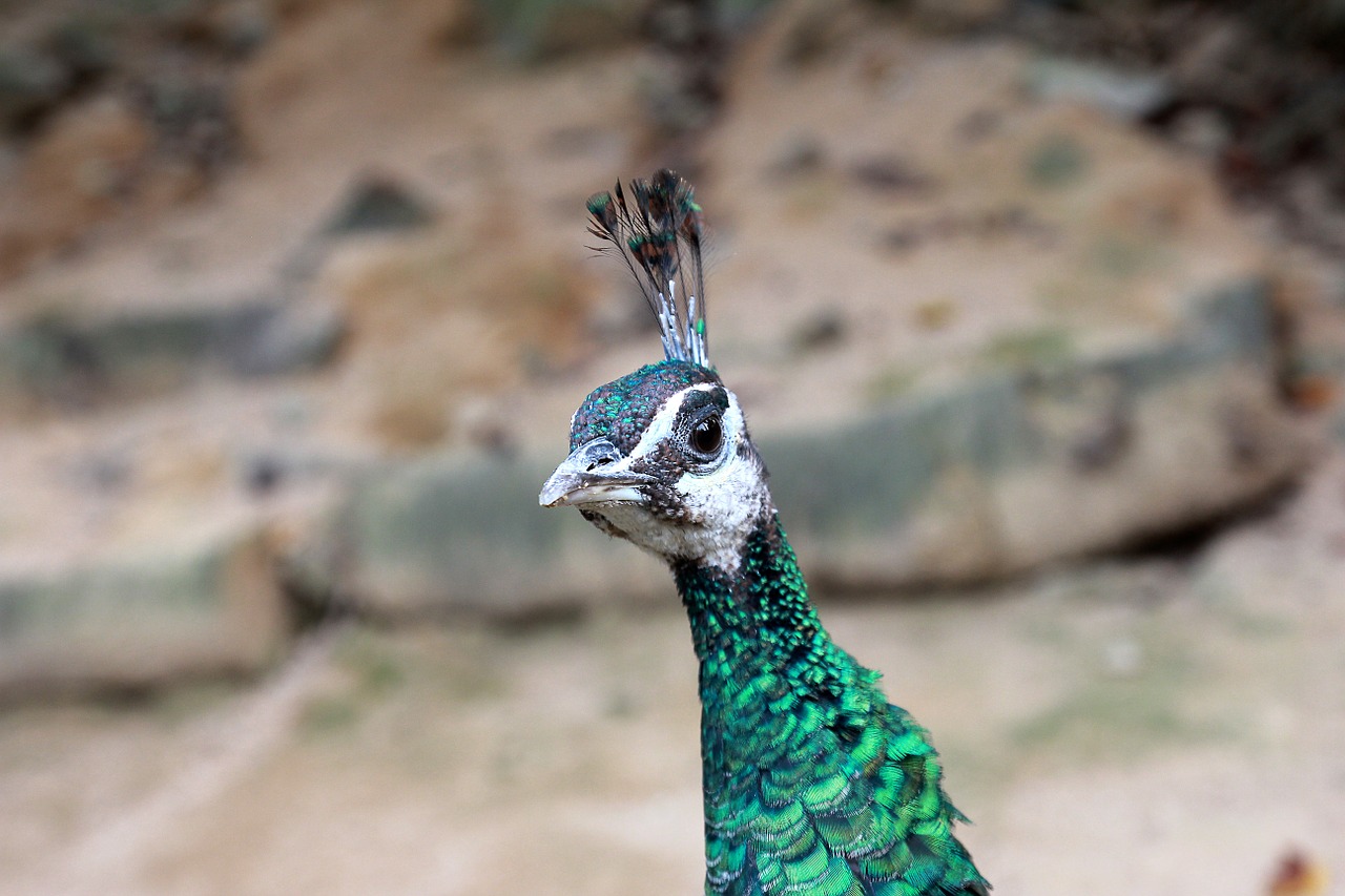 peacock bird peafowl free photo