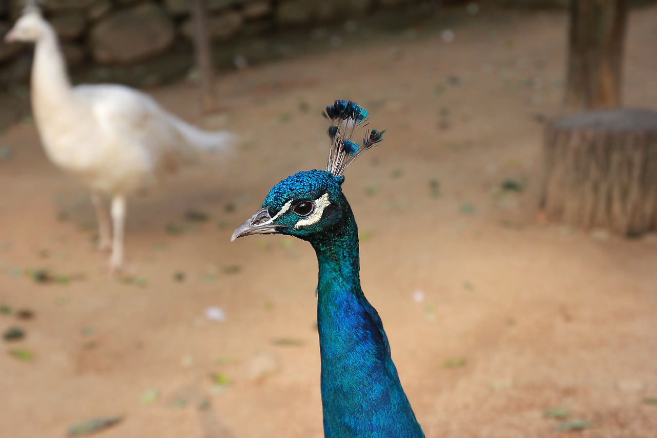 peacock bird peafowl free photo