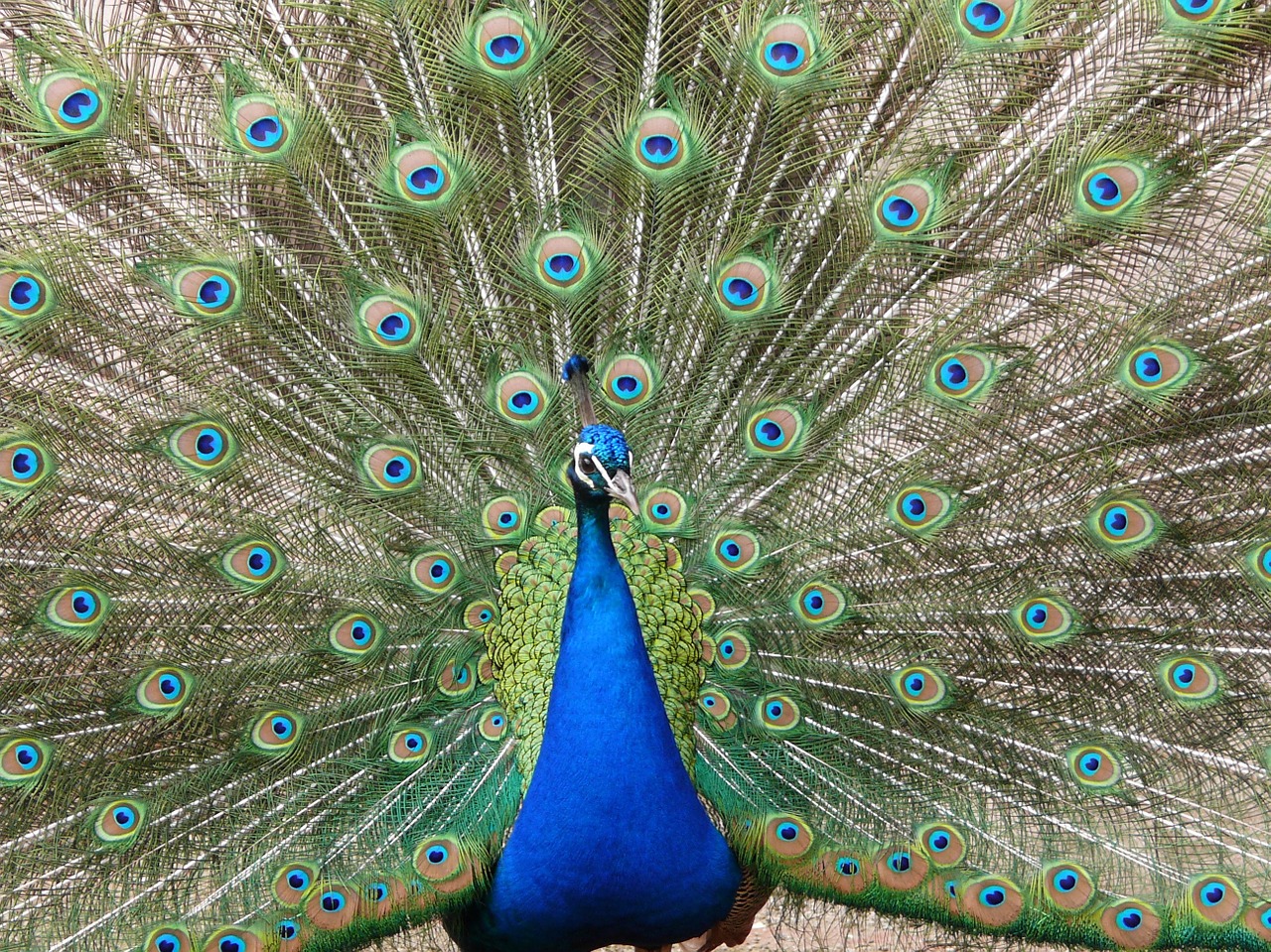 peacock eye nature free photo