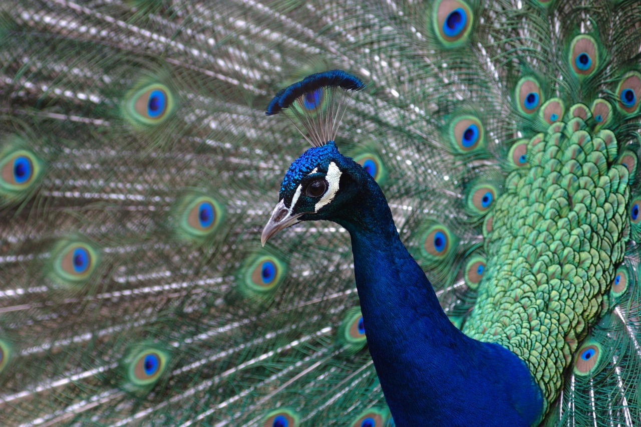 peacock colorful feather free photo