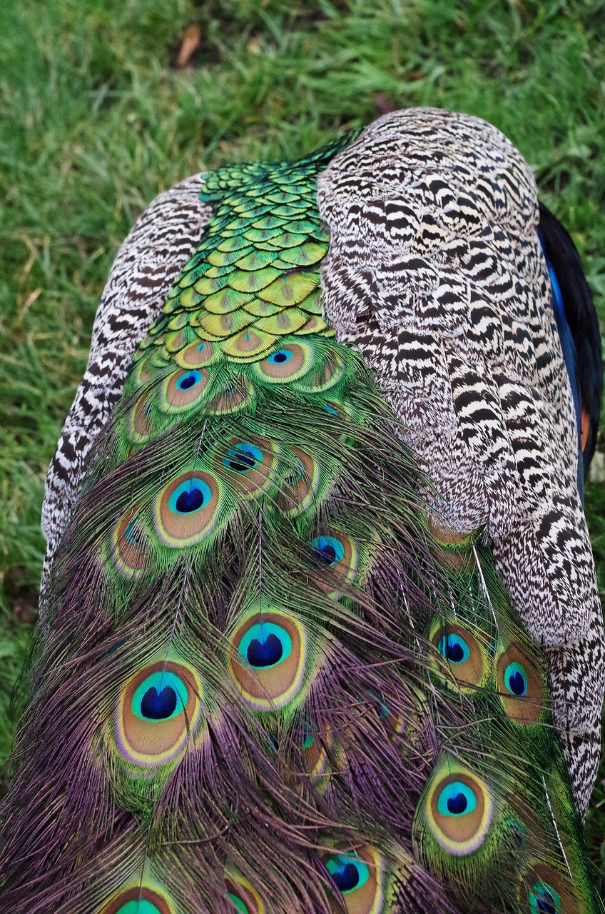 peacock feathers bird free photo