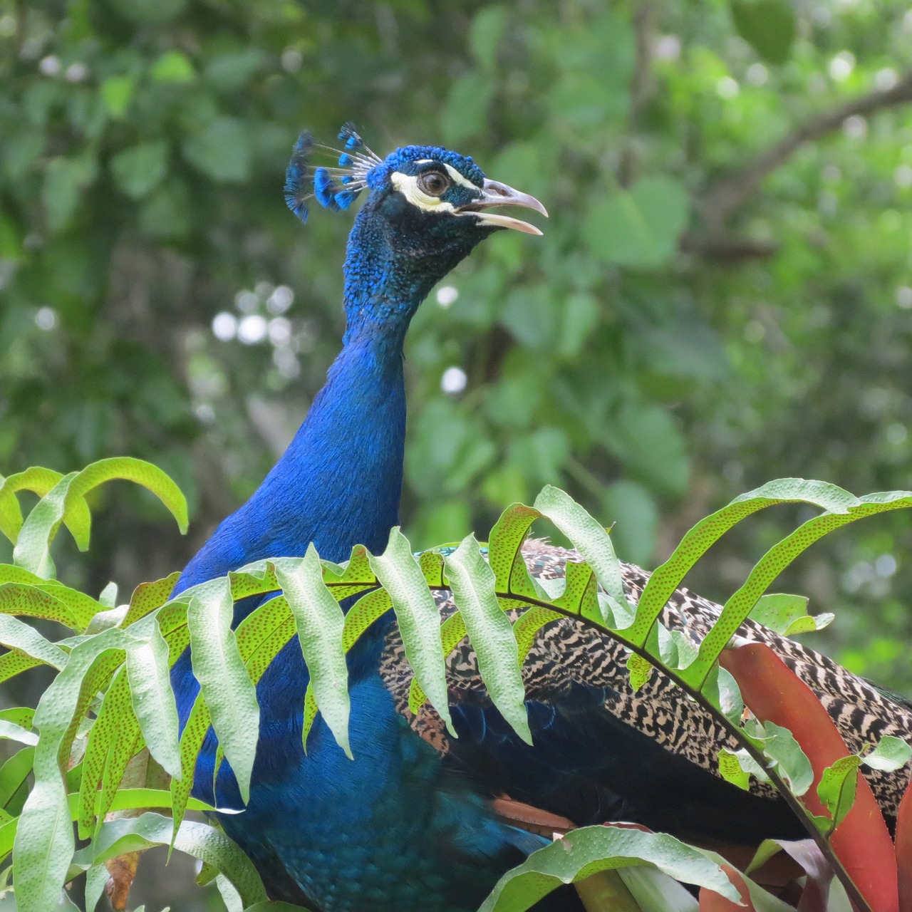 peacock venezuela yaracuy free photo
