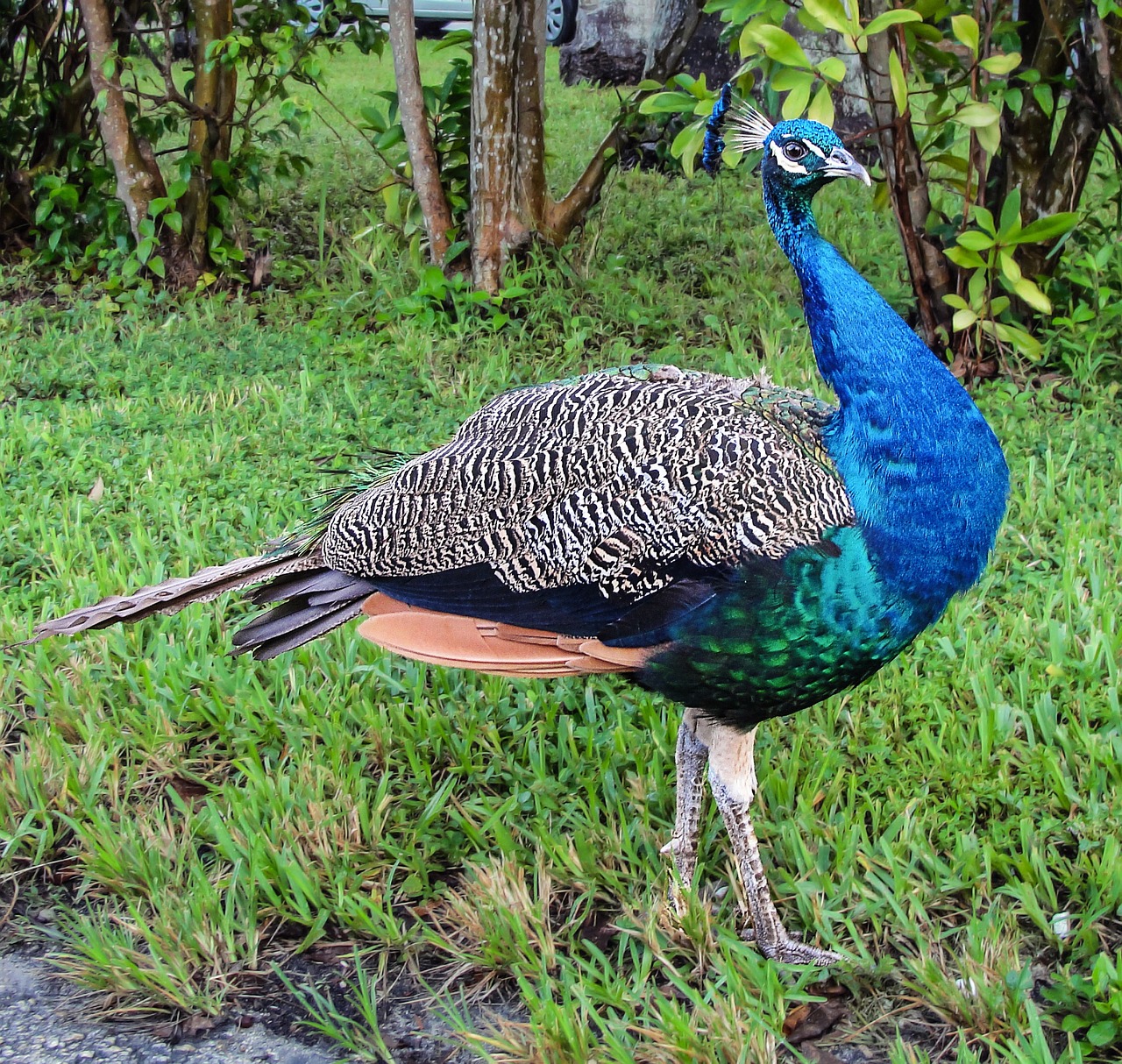 peacock ave animals free photo