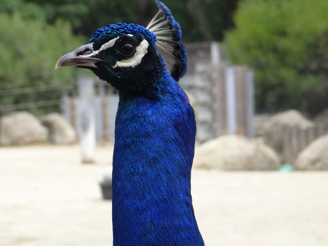 peacock ave feathers free photo