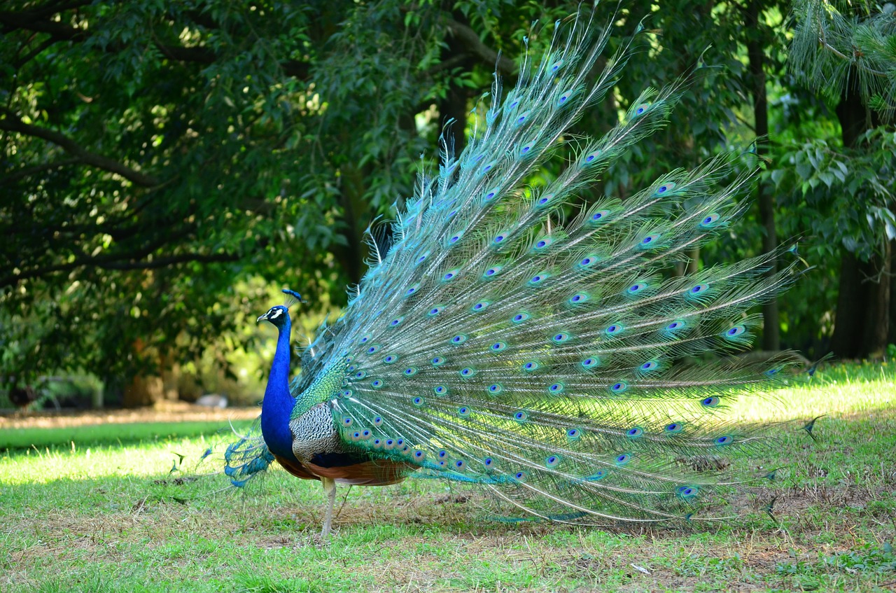 peacock park green free photo