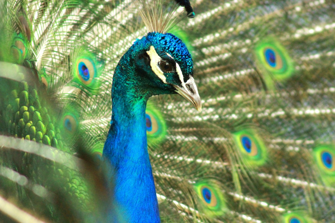 peacock bird animal free photo