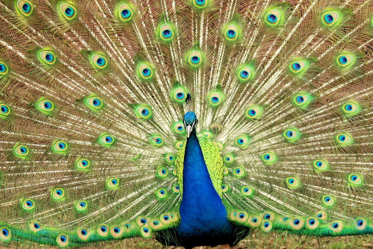 peacock blue green free photo