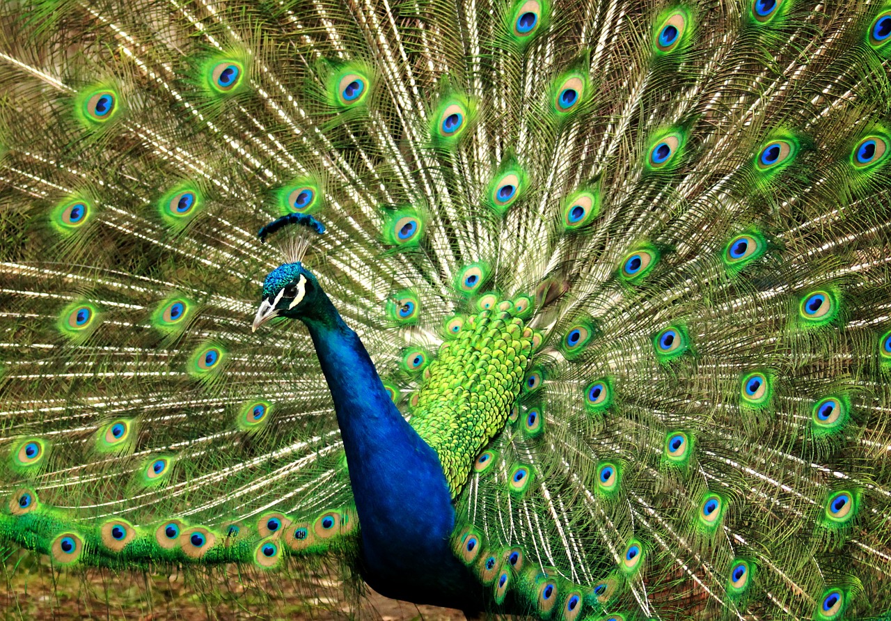 peacock blue green free photo