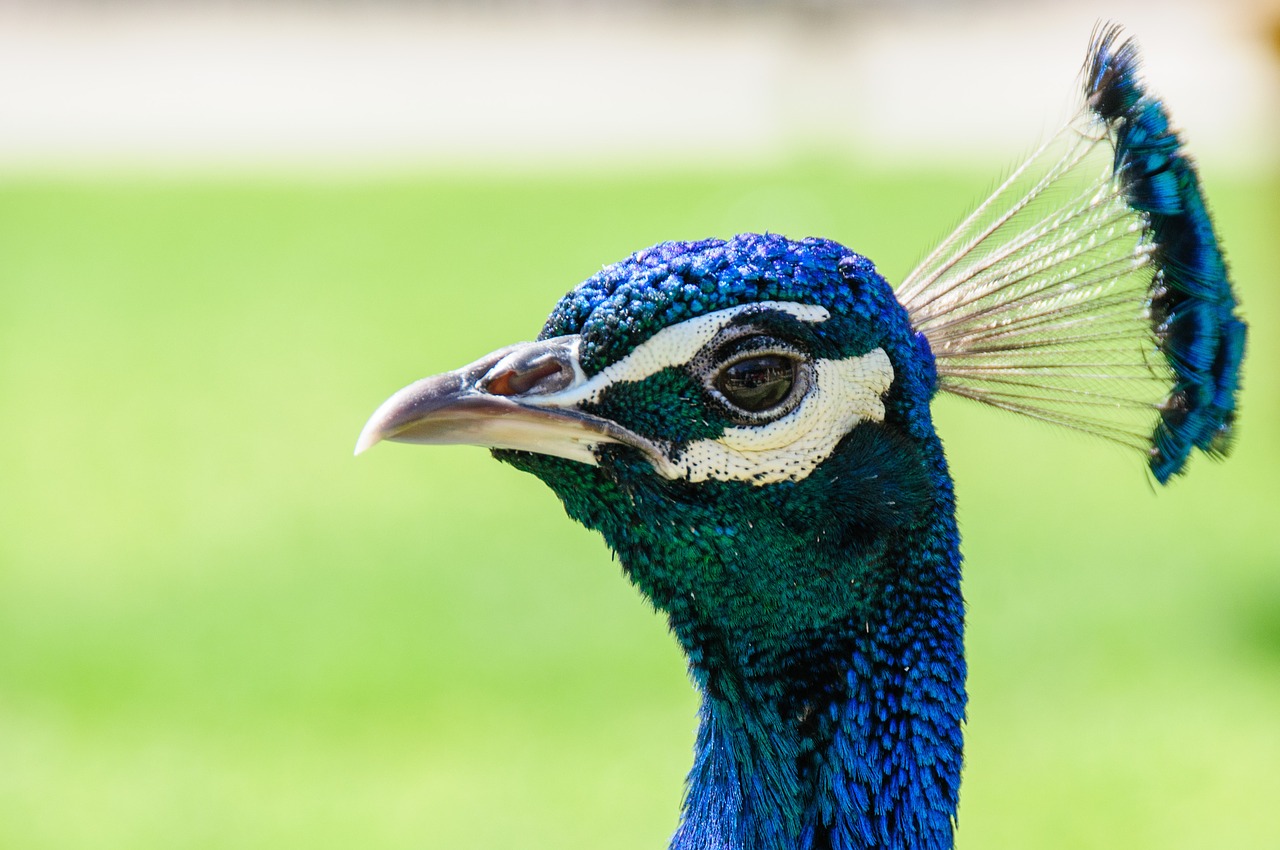 peacock head bird free photo