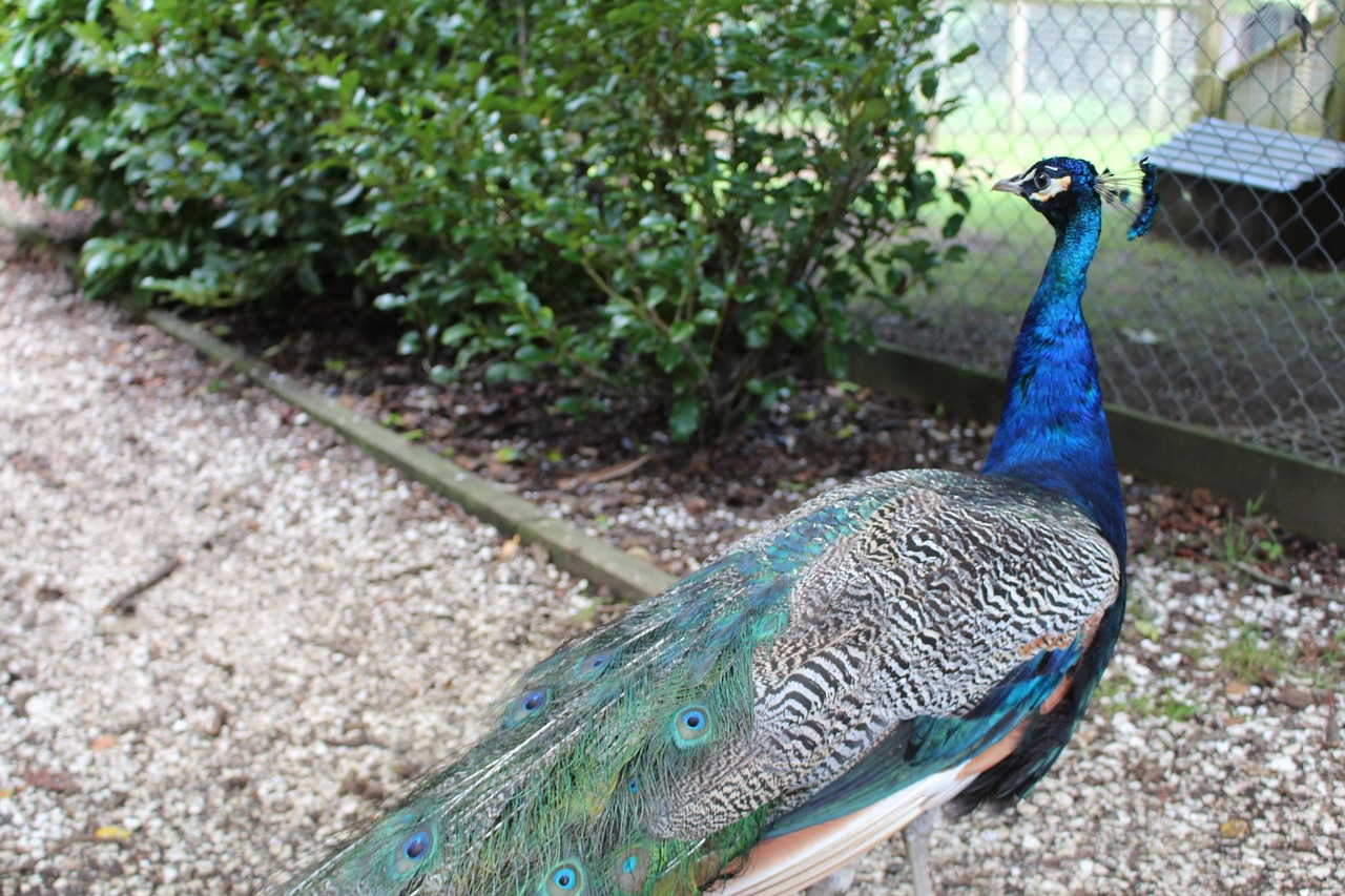 peacock blue beautiful free photo