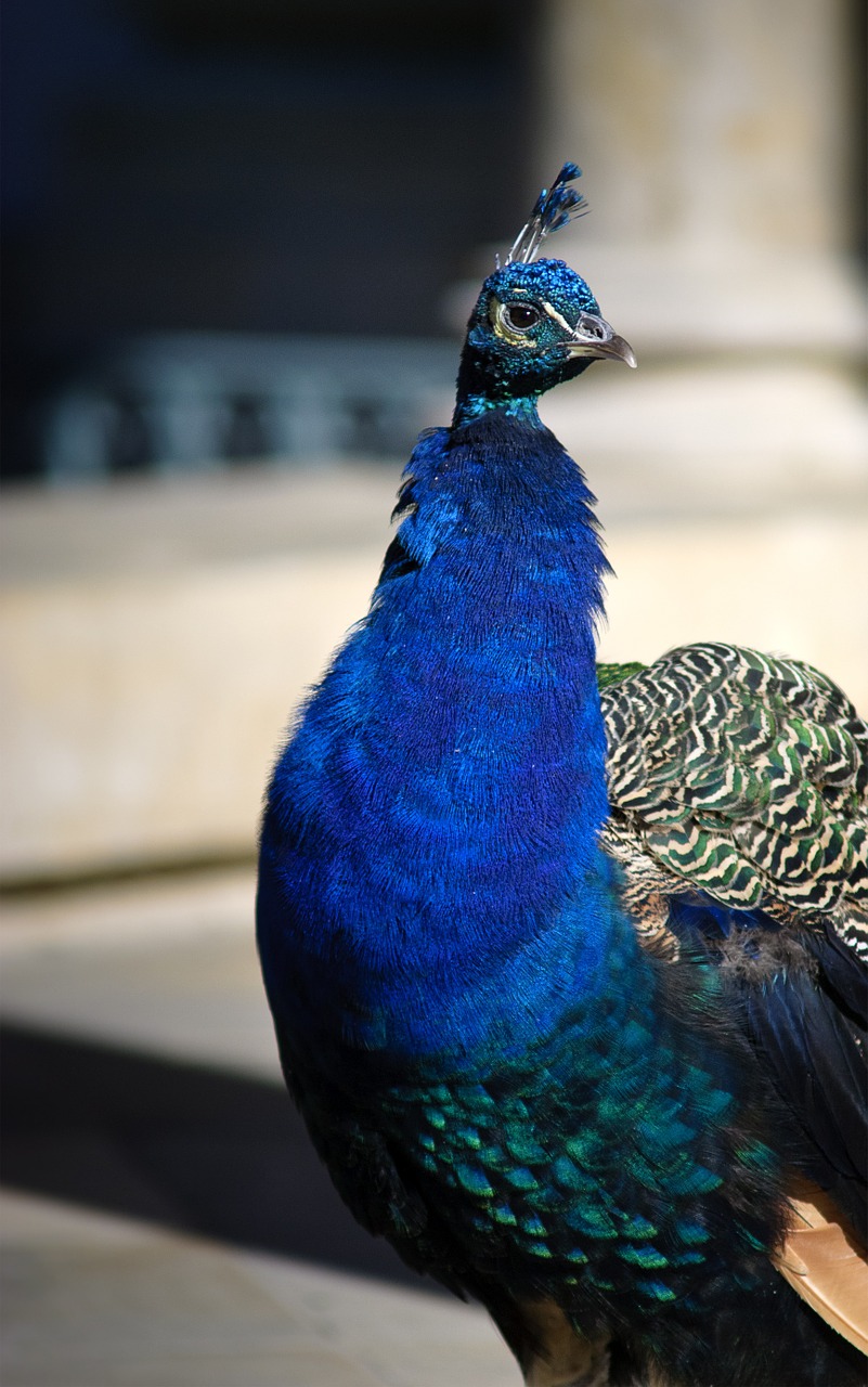 peacock colorful peacock bird free photo