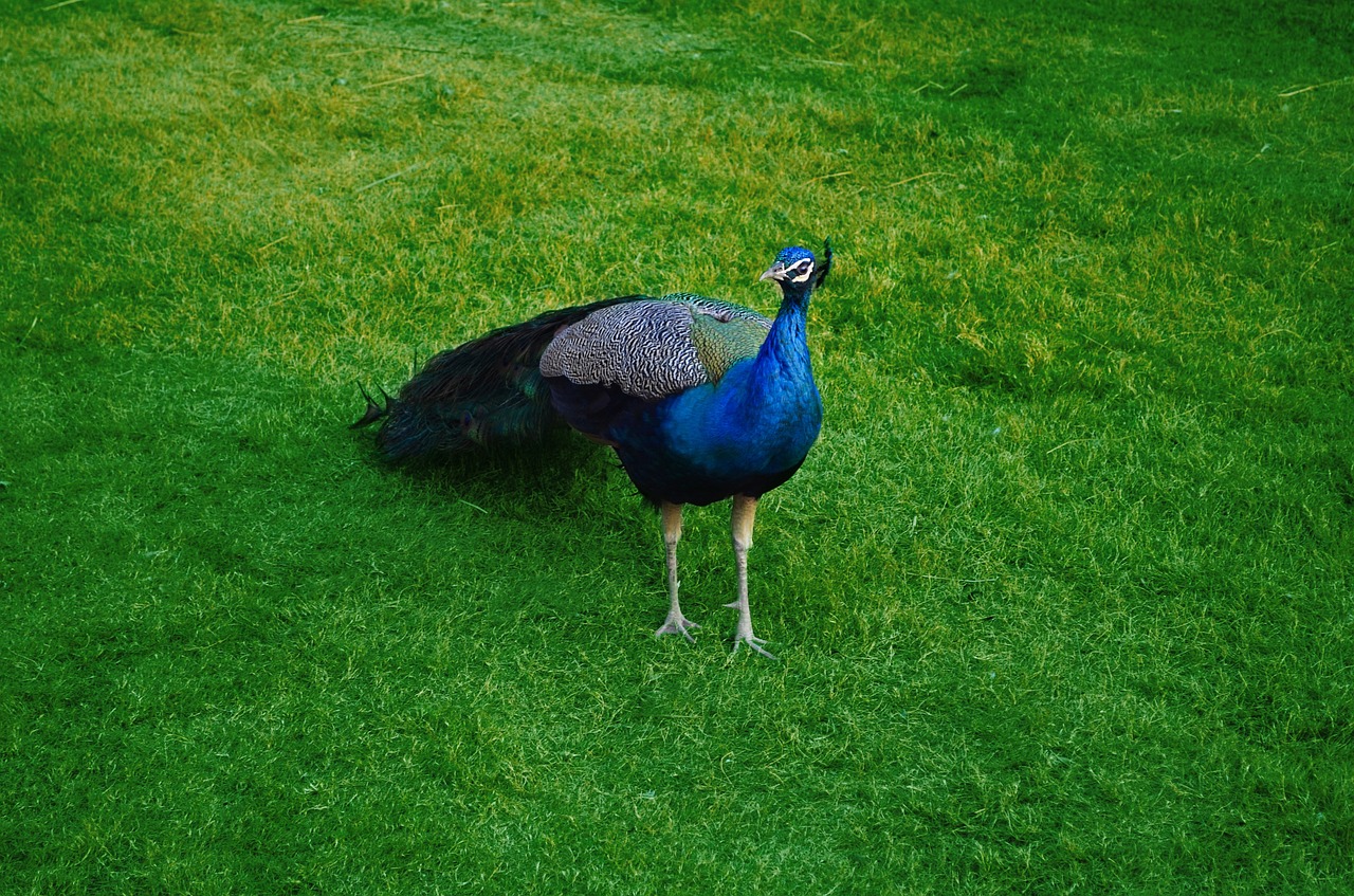 peacock peafowl wildlife free photo