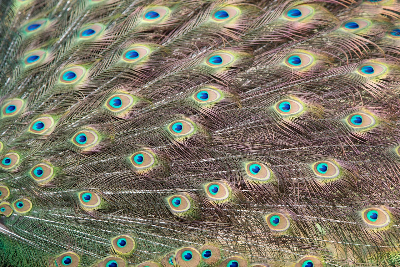 peacock feather tail free photo