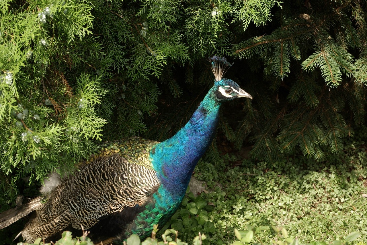 peacock bird blue free photo