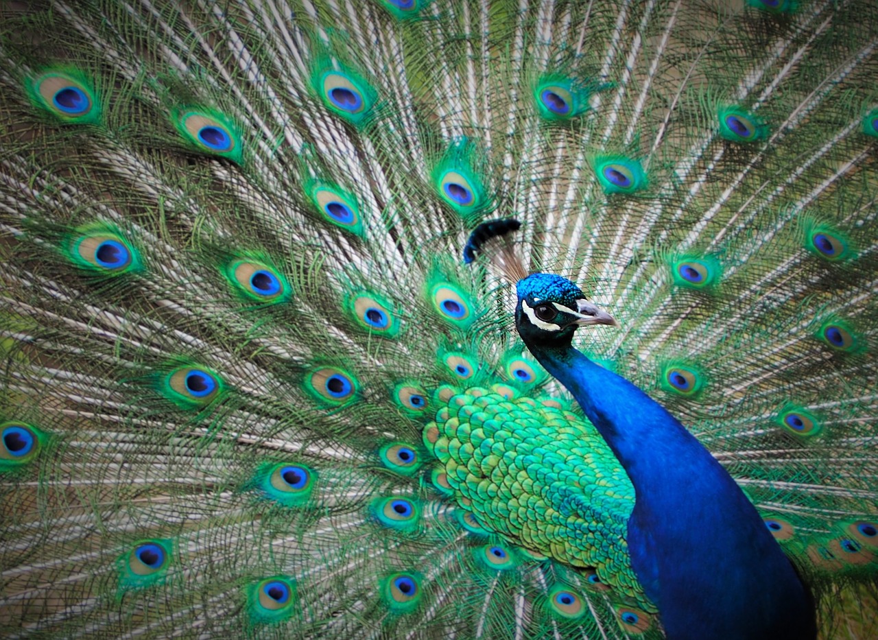 peacock blue feathers free photo