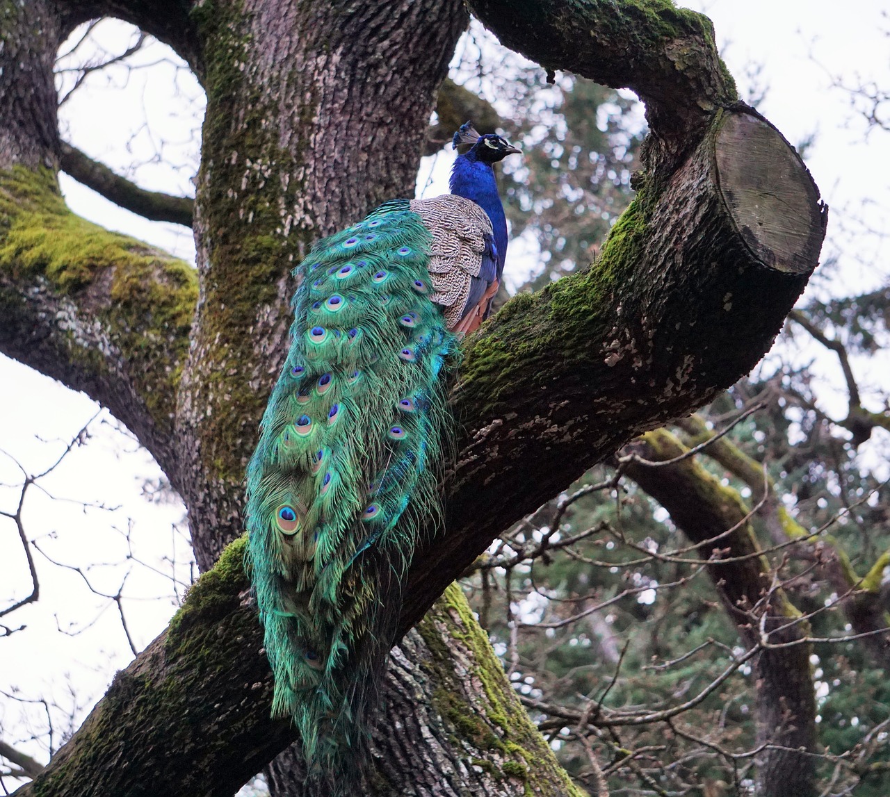 peacock bird nature free photo