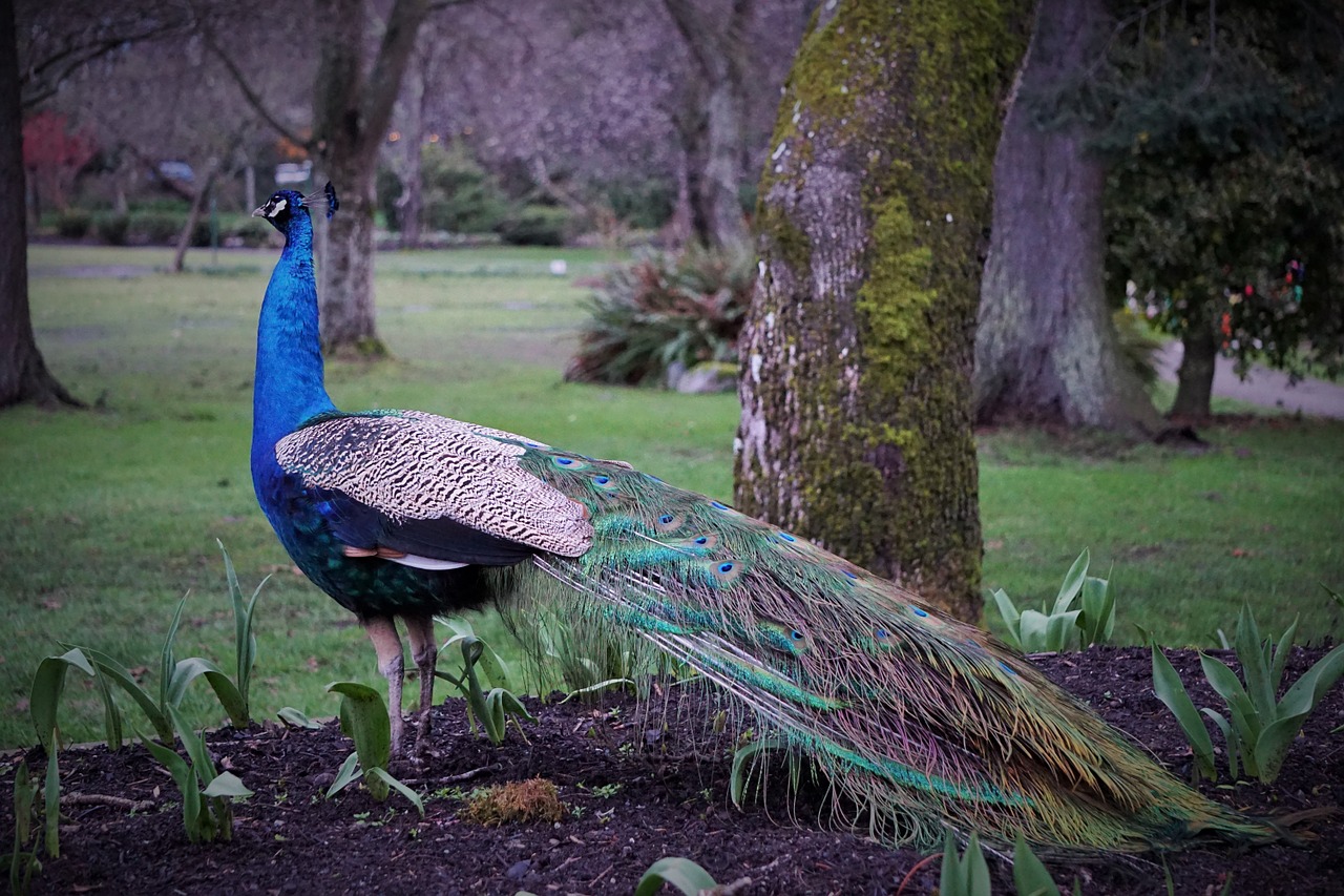 peacock bird beacon hill park free photo