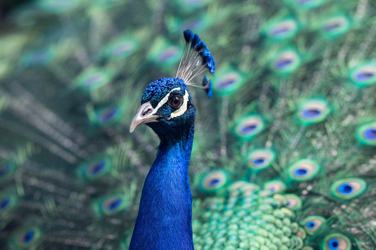 peacock bird pride free photo