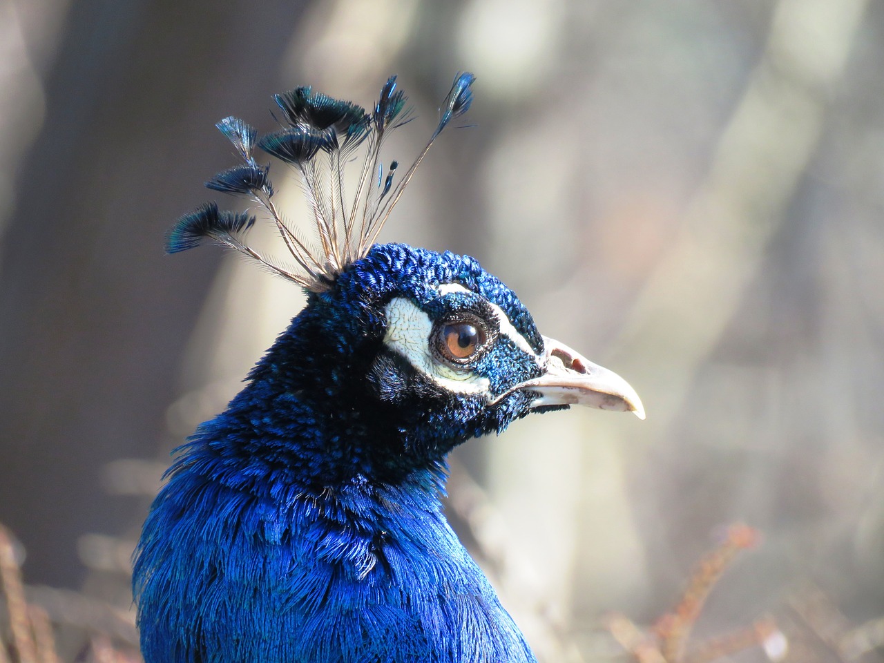 peacock portrait blue free photo