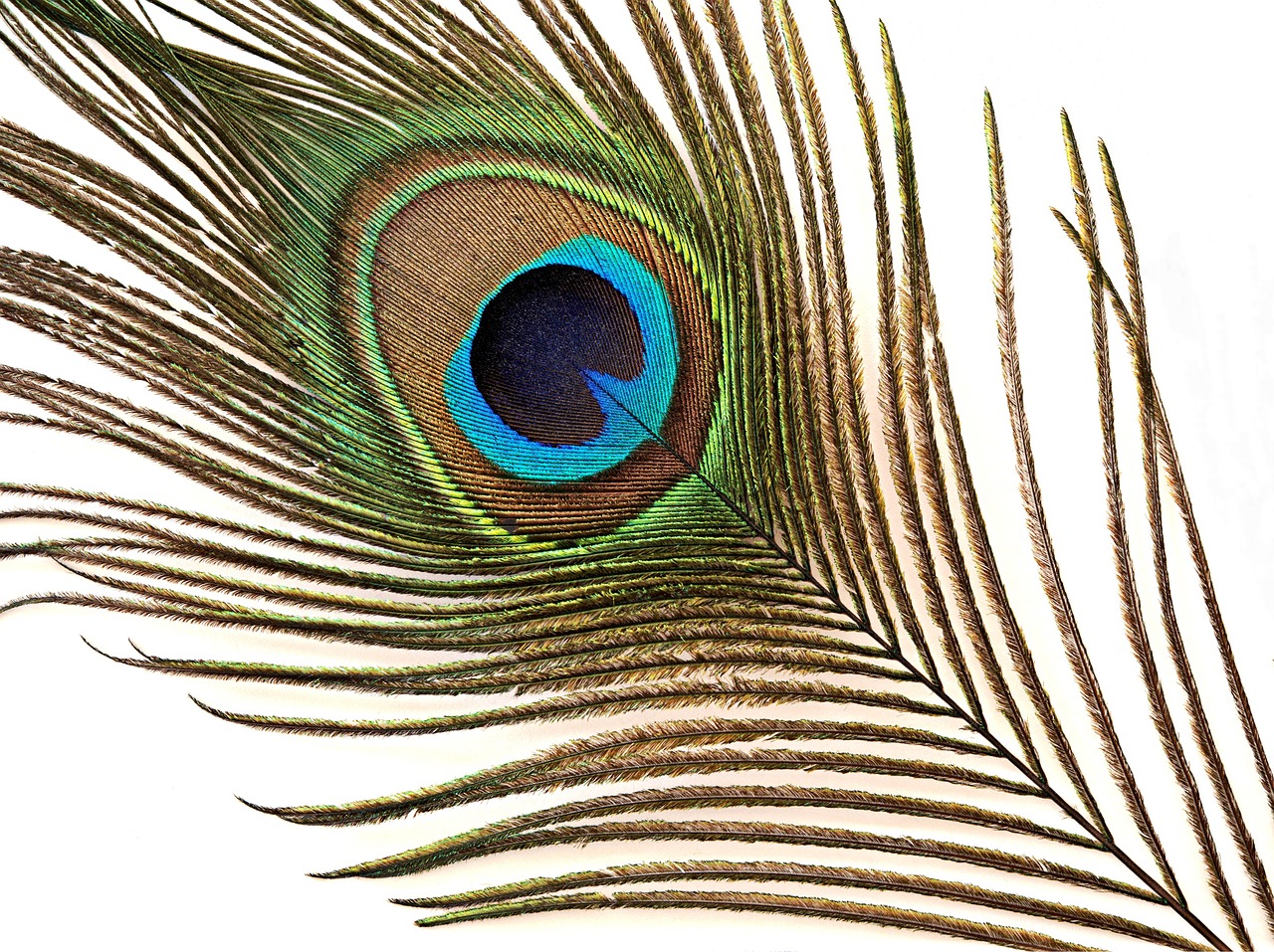 peacock feather iridescent free photo