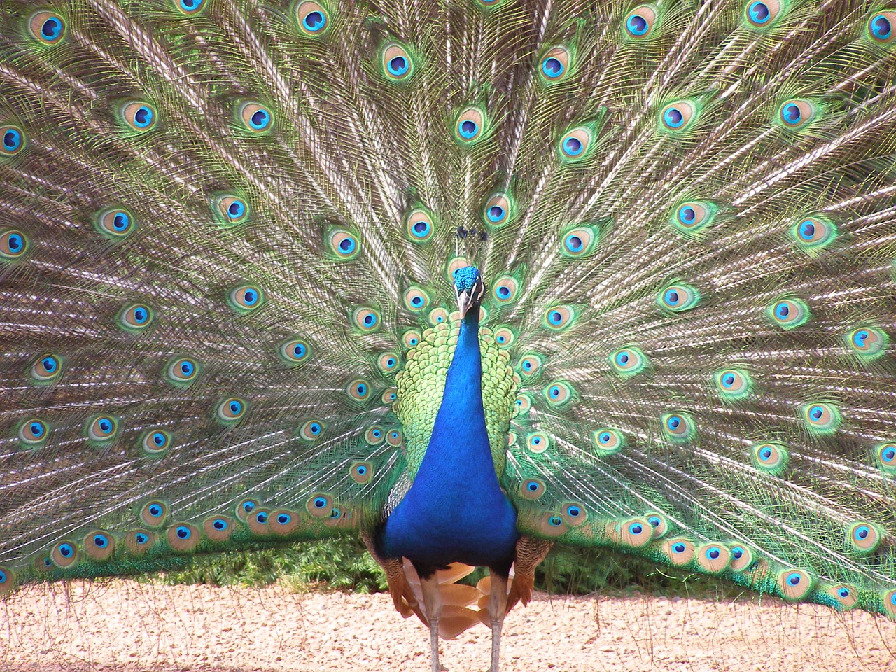 peacock feather tail free photo