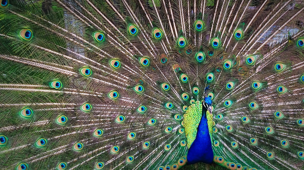peacock colorful feathers free photo