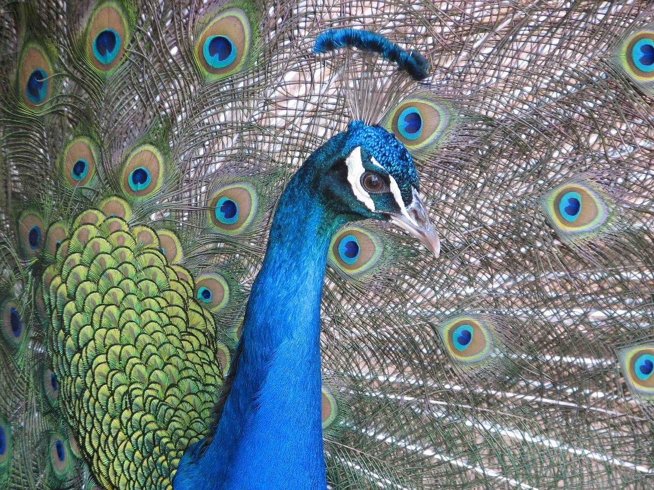peacock close up plumage free photo