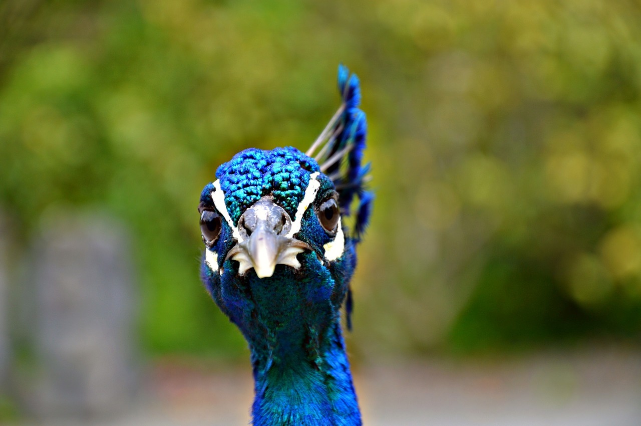 peacock head plume free photo