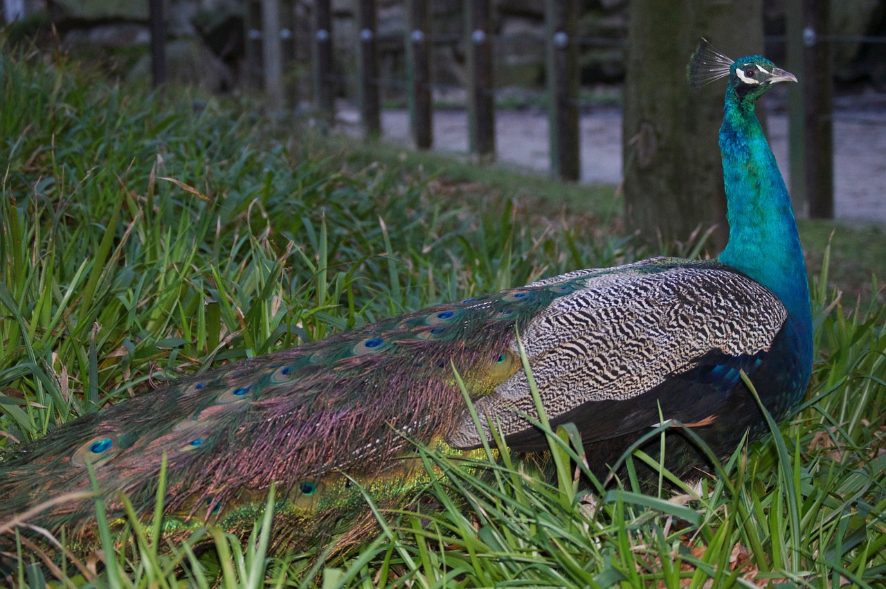 peacock zoo animal free photo