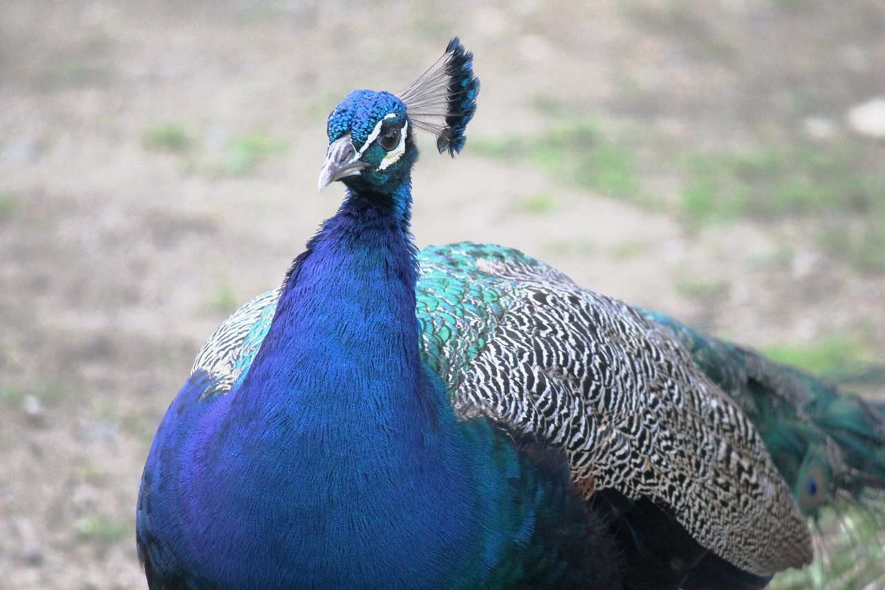 peacock ave feathers free photo