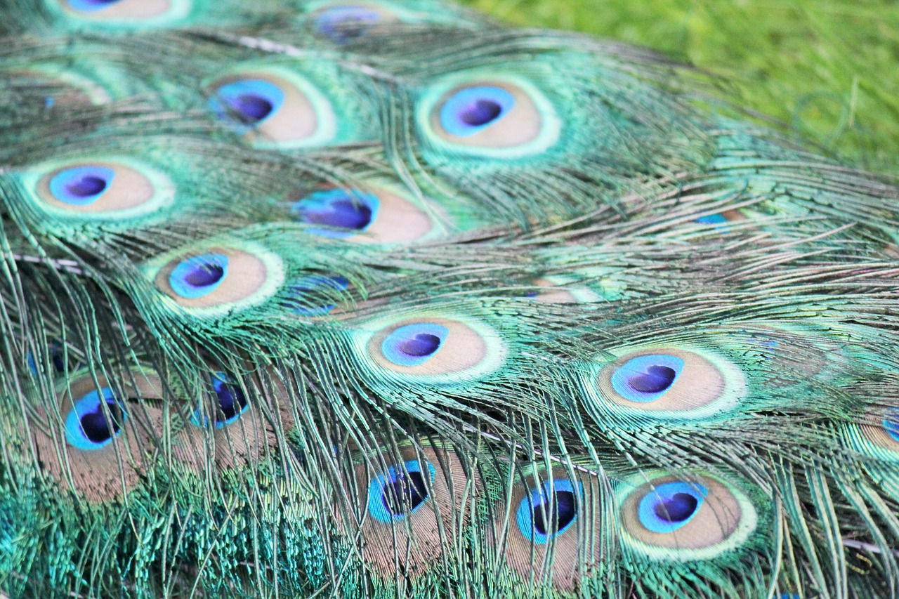 peacock ave feathers free photo