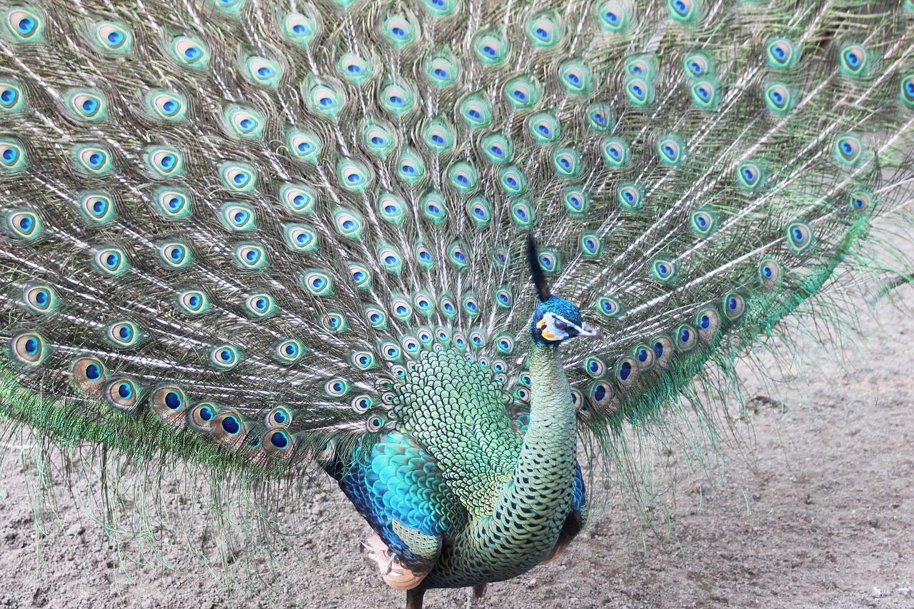 peacock feathers royal free photo