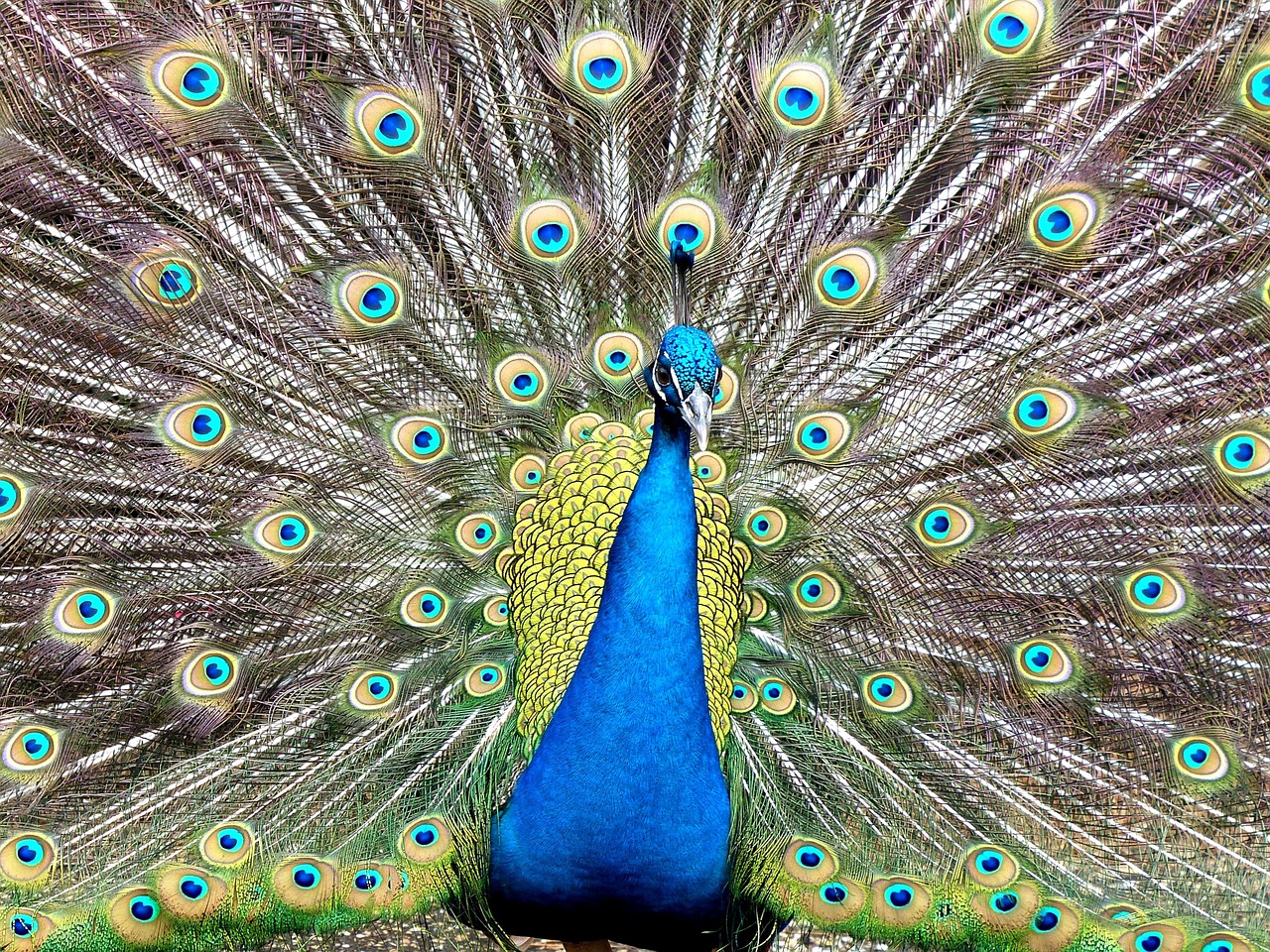 peacock nature blue free photo