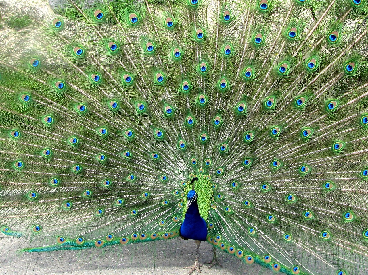 peacock bird feather free photo