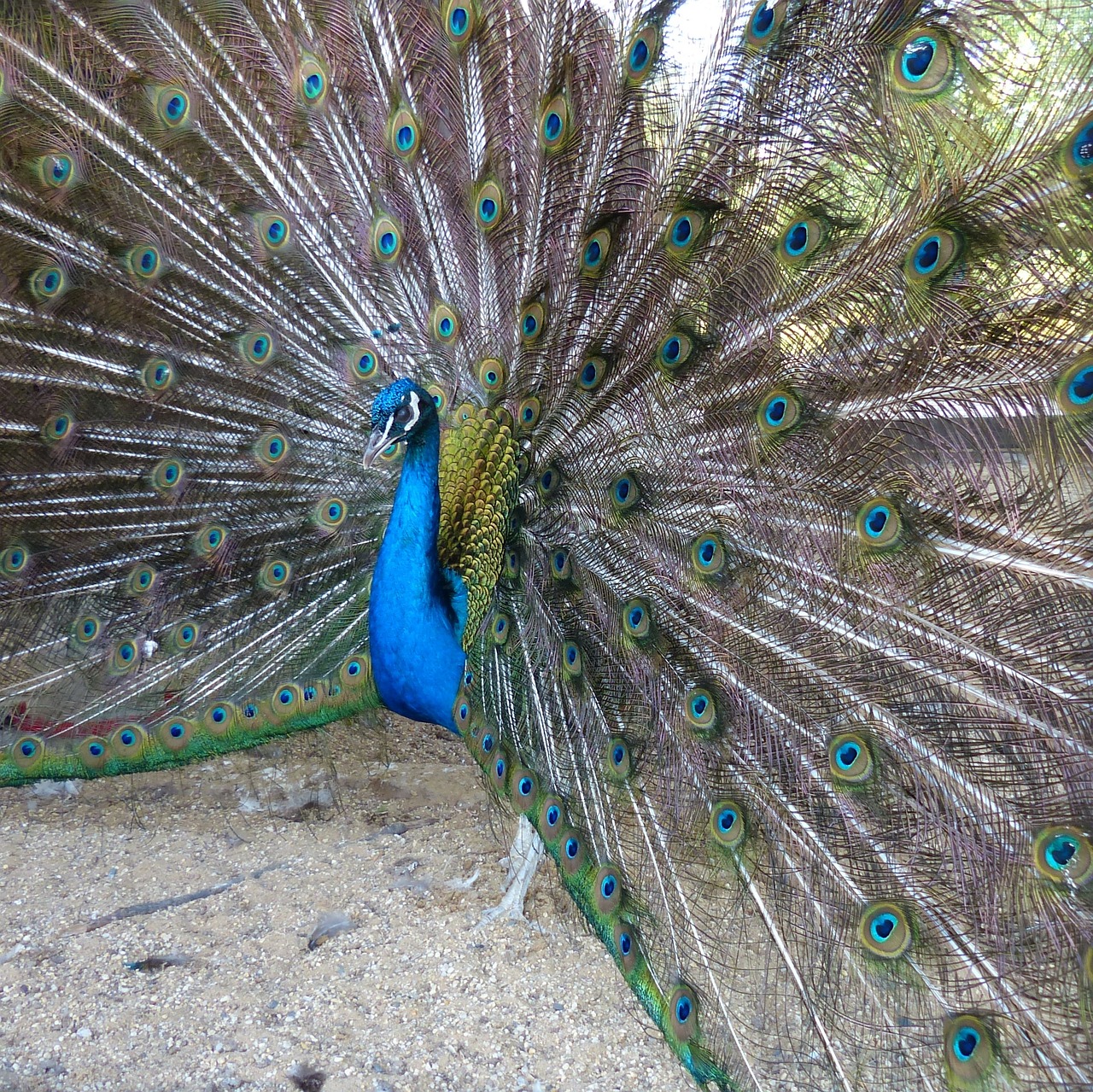 peacock feathers wheel free photo