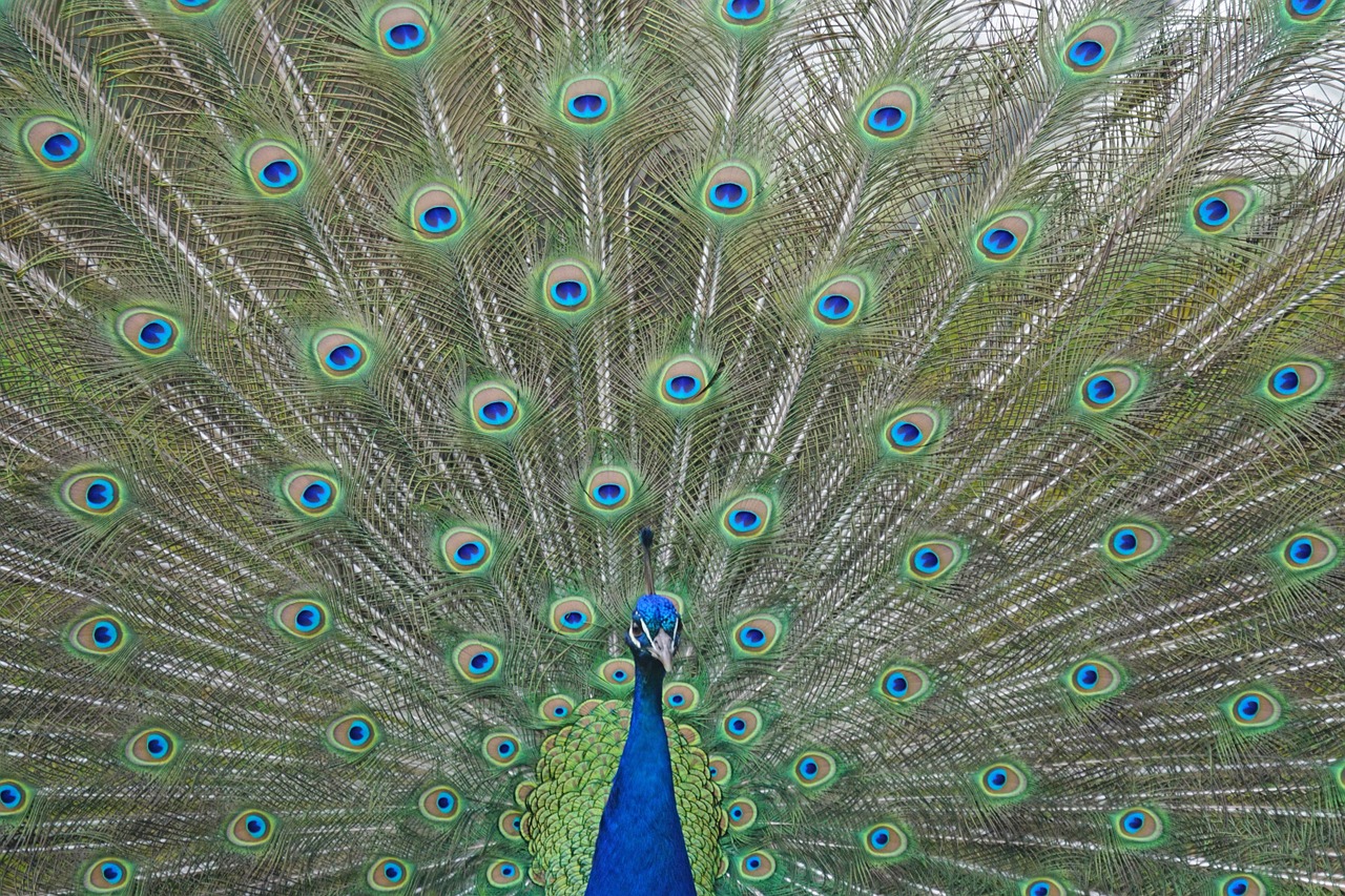 peacock blue bird free photo