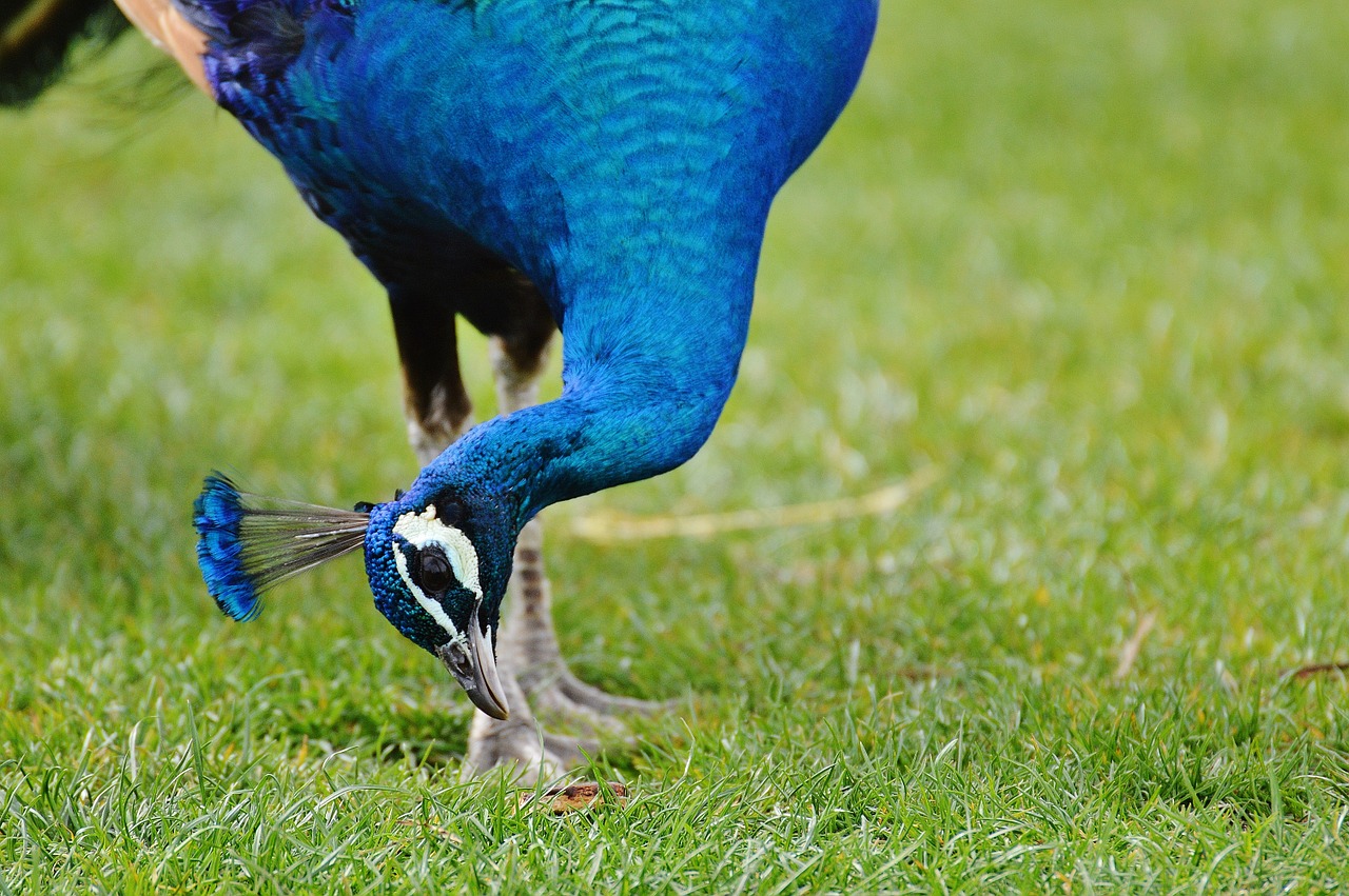 peacock bird poultry free photo