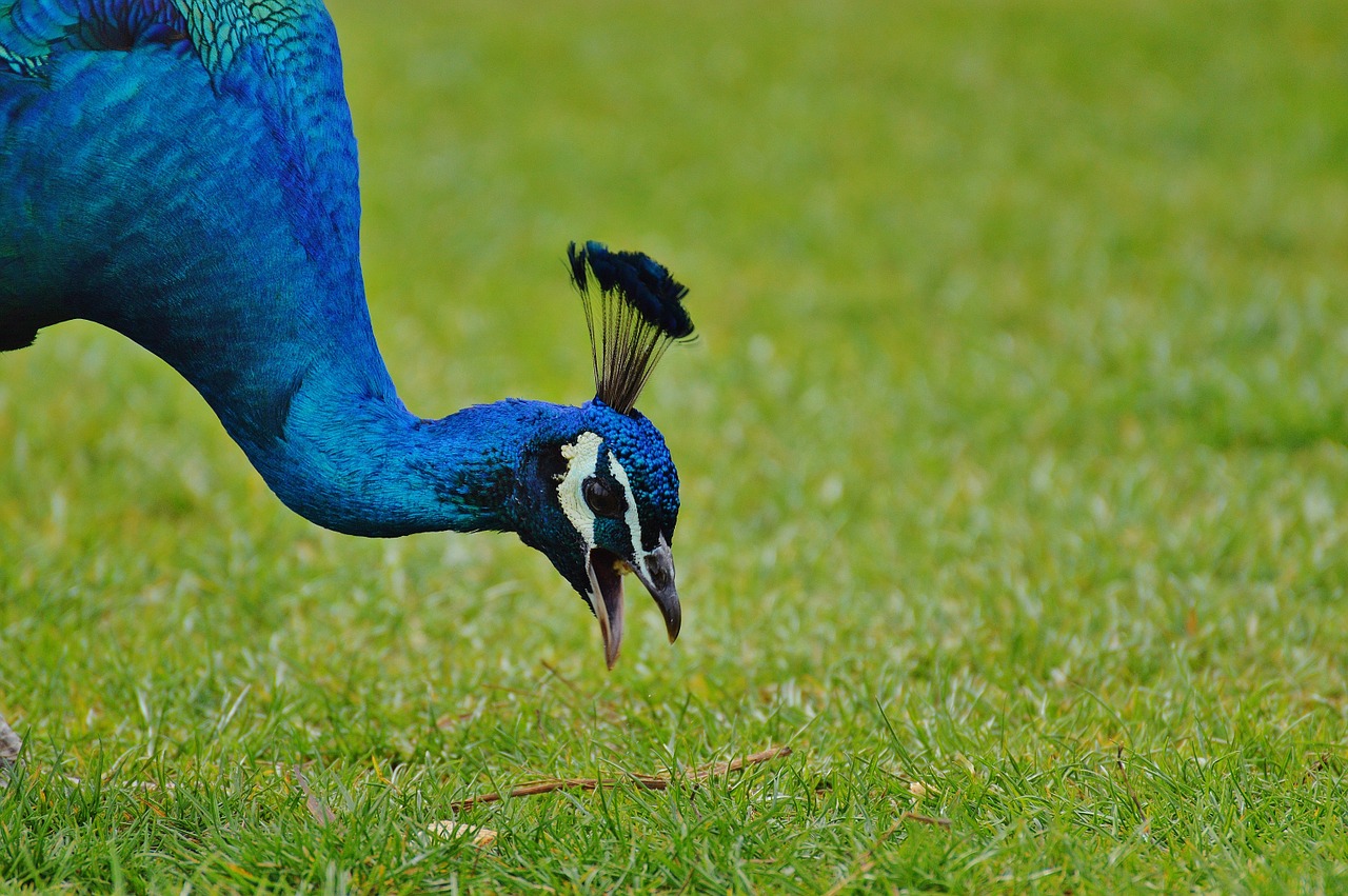 peacock bird poultry free photo