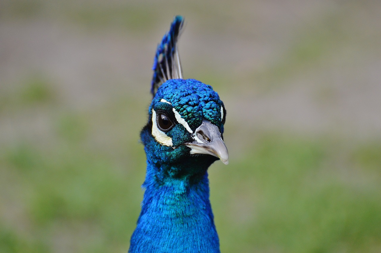 peacock bird poultry free photo