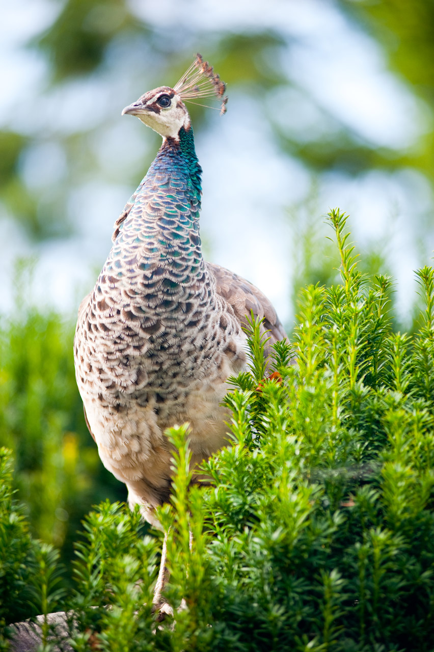 peacock bird green free photo