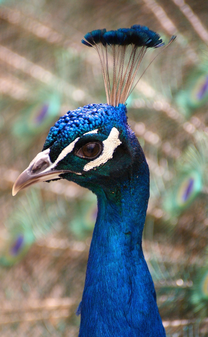 peacock bird feather free photo