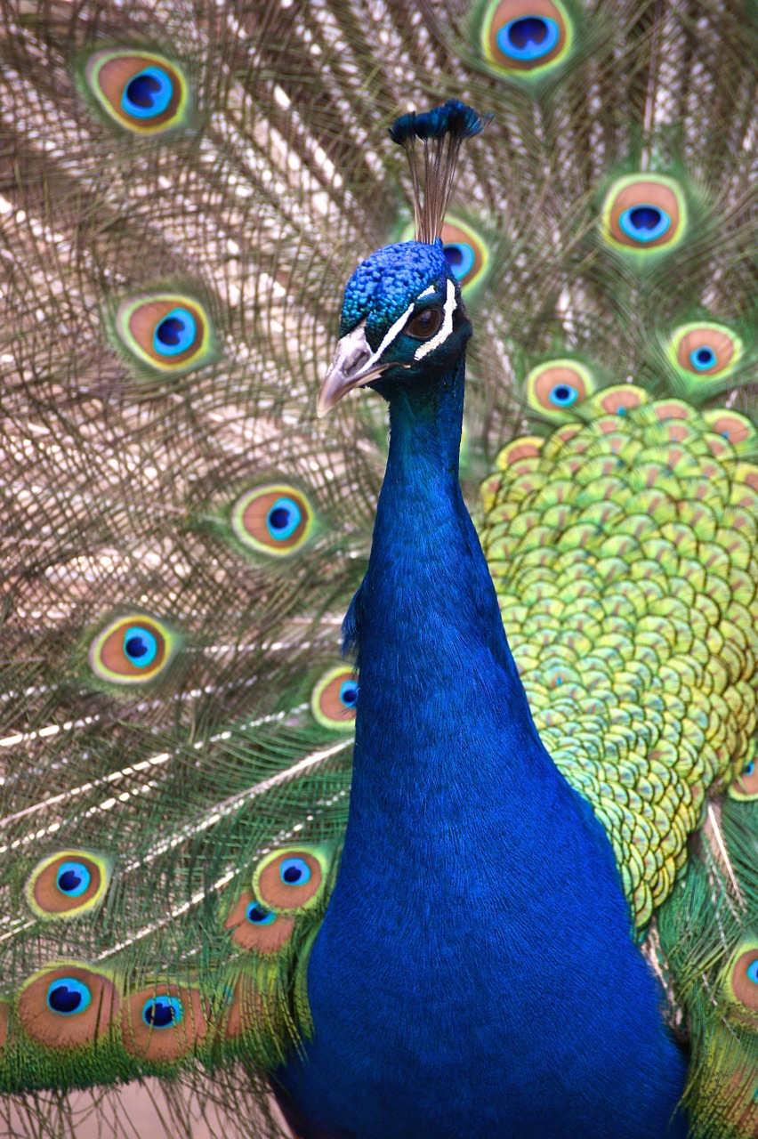 peacock bird feather free photo