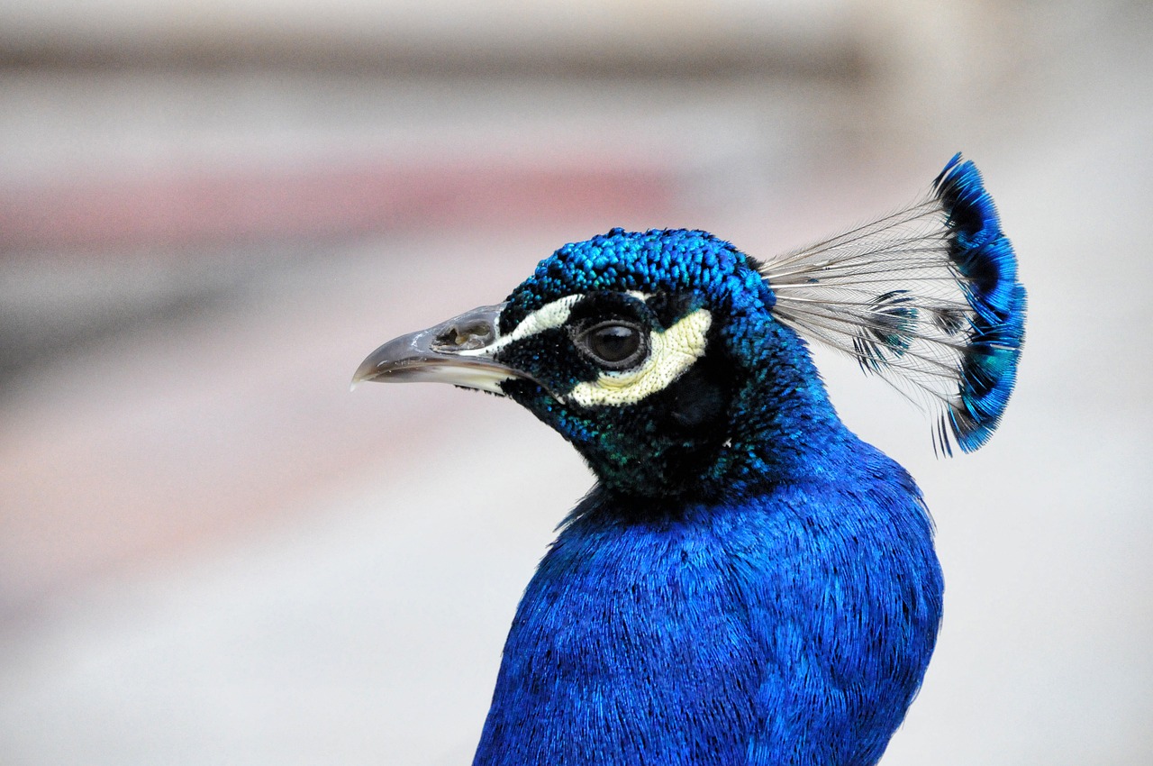 peacock royal palace lazienki park free photo