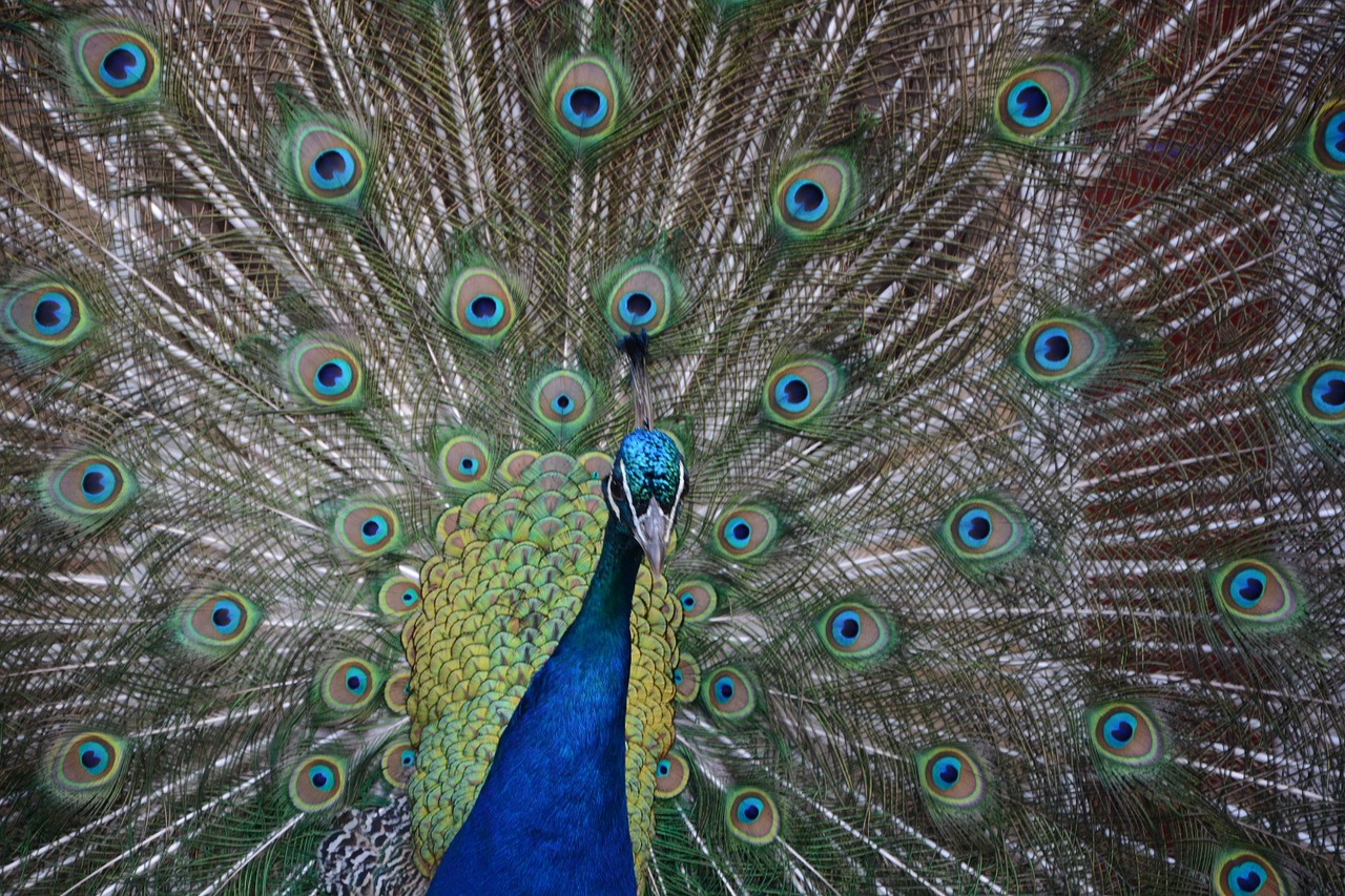 peacock blue green free photo